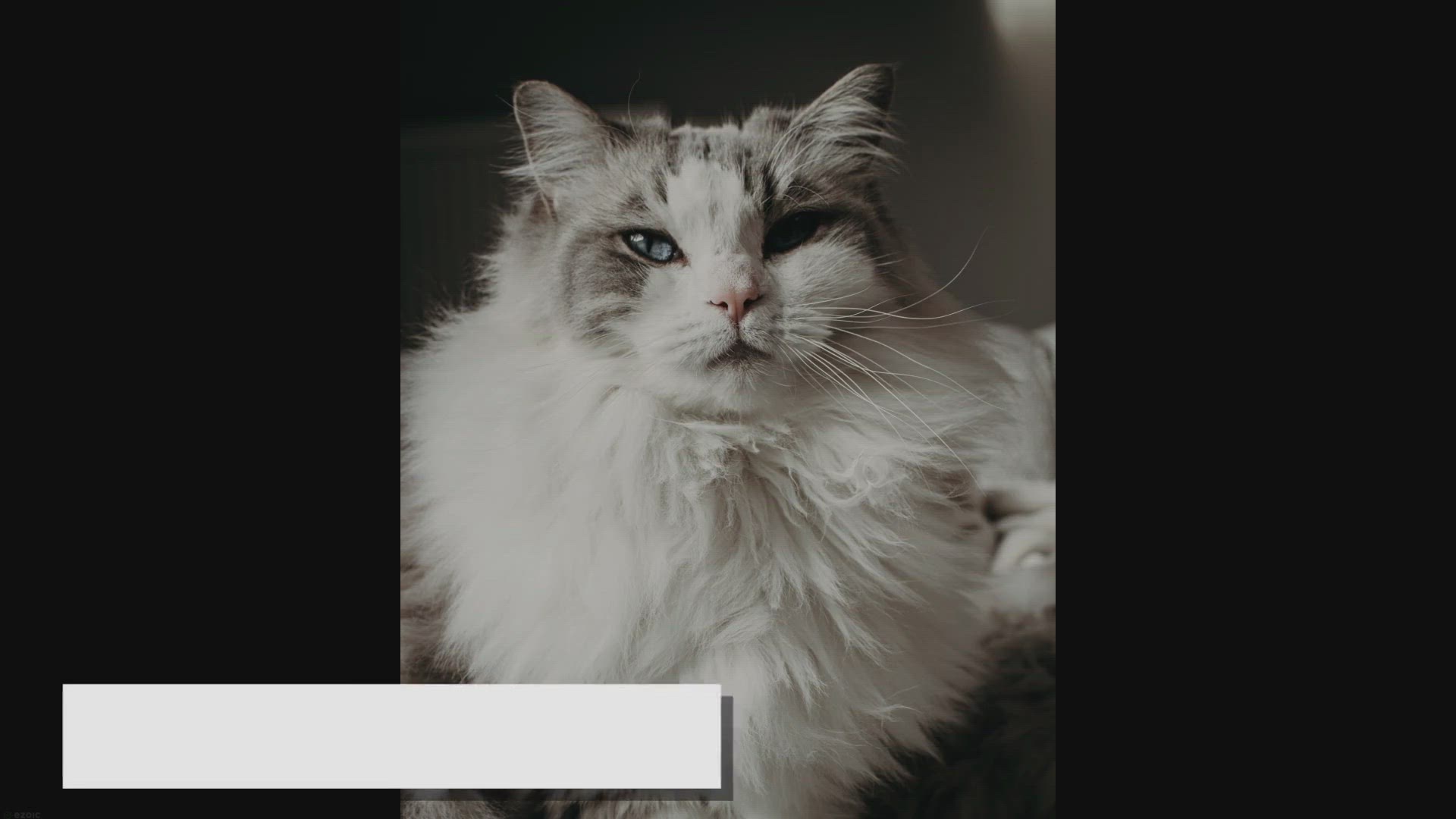 'Video thumbnail for All You Need to Know About Long-haired Ragdoll Cat'