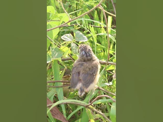 Video thumbnail for Bay Bird Wait Feed EP#044 #birdslover #birdwatch #wildlife #birdwatching #nature #birds  #bulbulnest