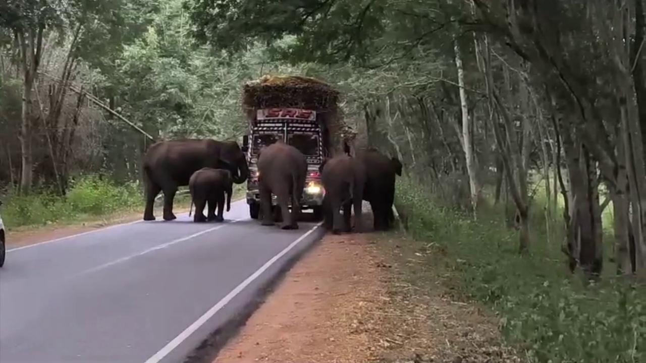 Video thumbnail for India: Sugarcane truck becomes target for hungry elephants as herd blocks road, leaving driver terrified.