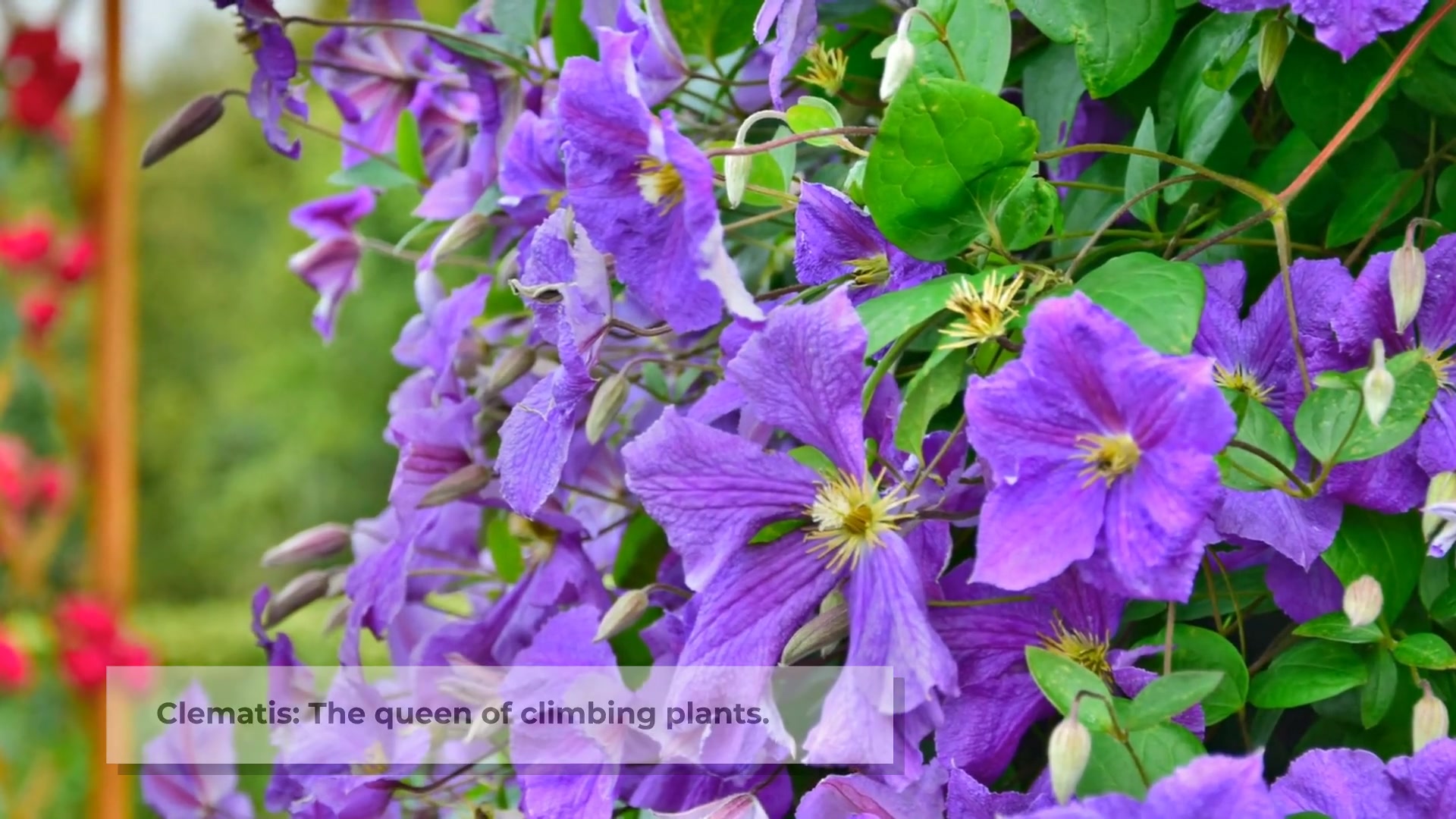 Video thumbnail for 8 Best Climbing Plants for Your Garden Trellis