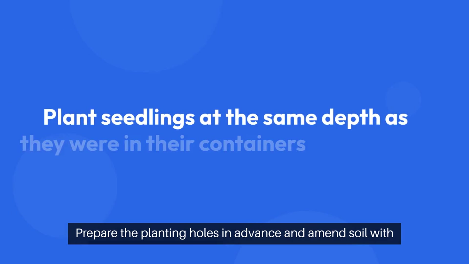 Video thumbnail for Transplanting Tips and Tricks Revealed