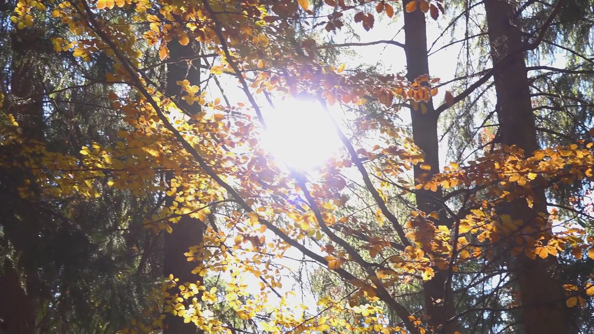 'Video thumbnail for Tips on How to Grow an American Holly Tree'