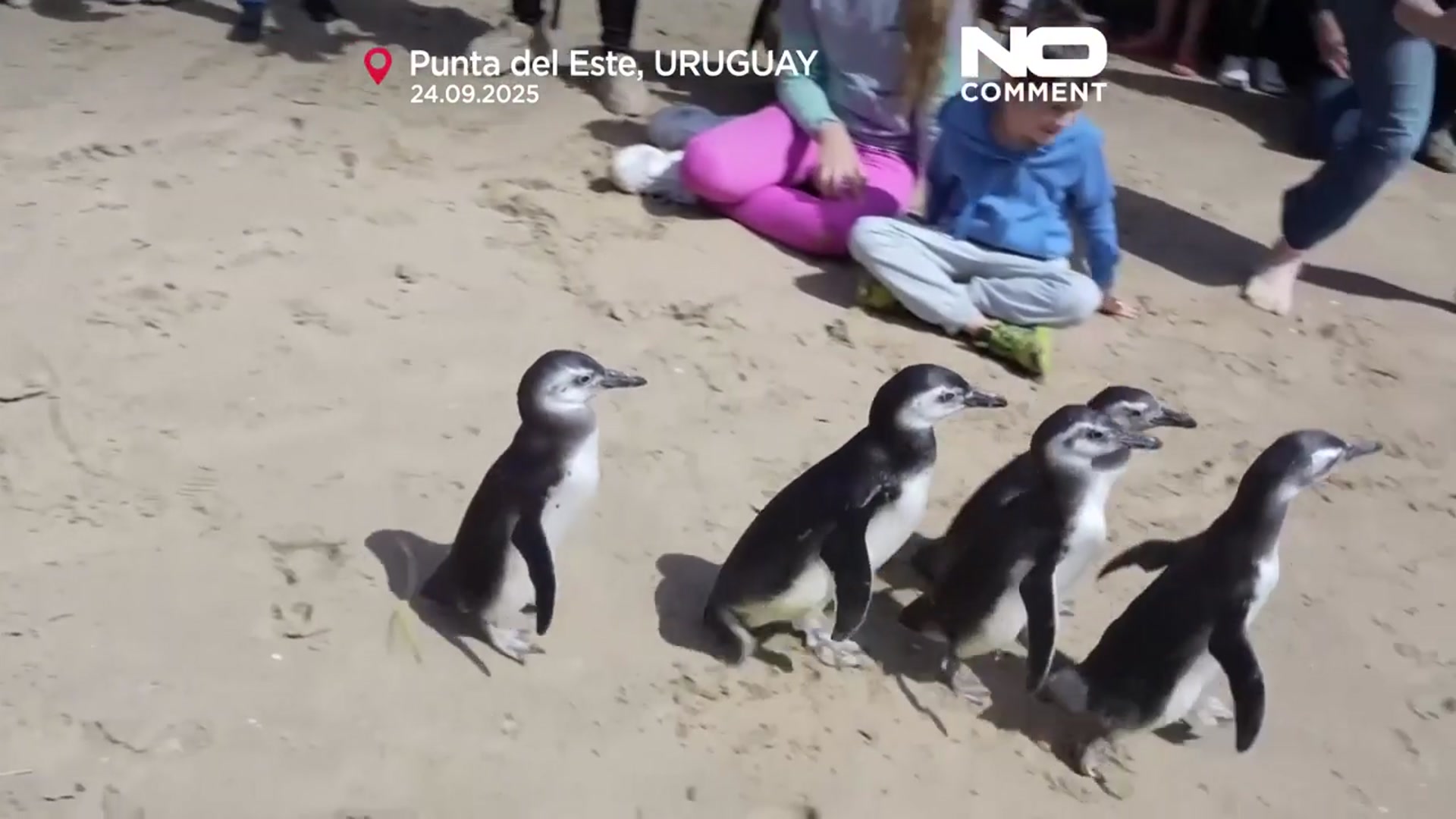 'Video thumbnail for Nine Magellanic penguins released into the sea after rehabilitation in Uruguay'