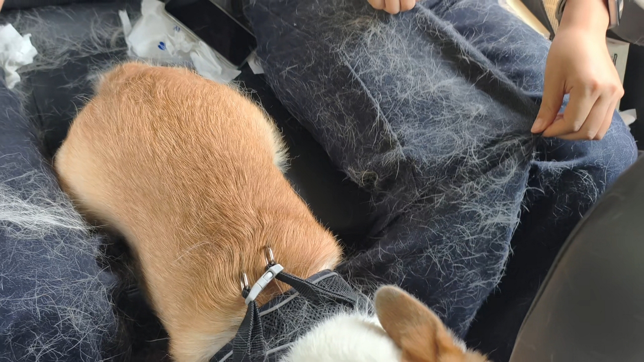 Video thumbnail for Corgi Sheds Fur All Over Car Interior in Shaanxi