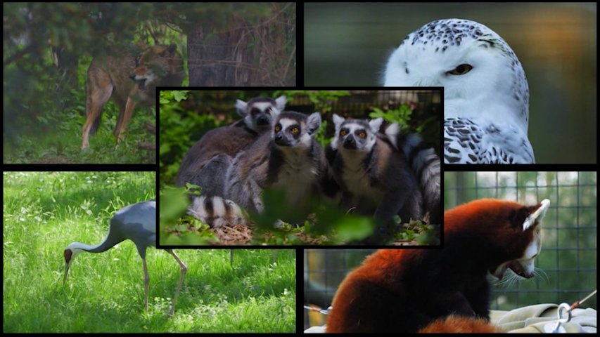 Video thumbnail for Road Trip Close to Home:  Trevor-Lovejoy Zoo offers wild journey with animals from around the world
