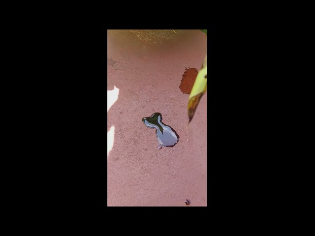 Video thumbnail for Bleeding Cannis X Files Version