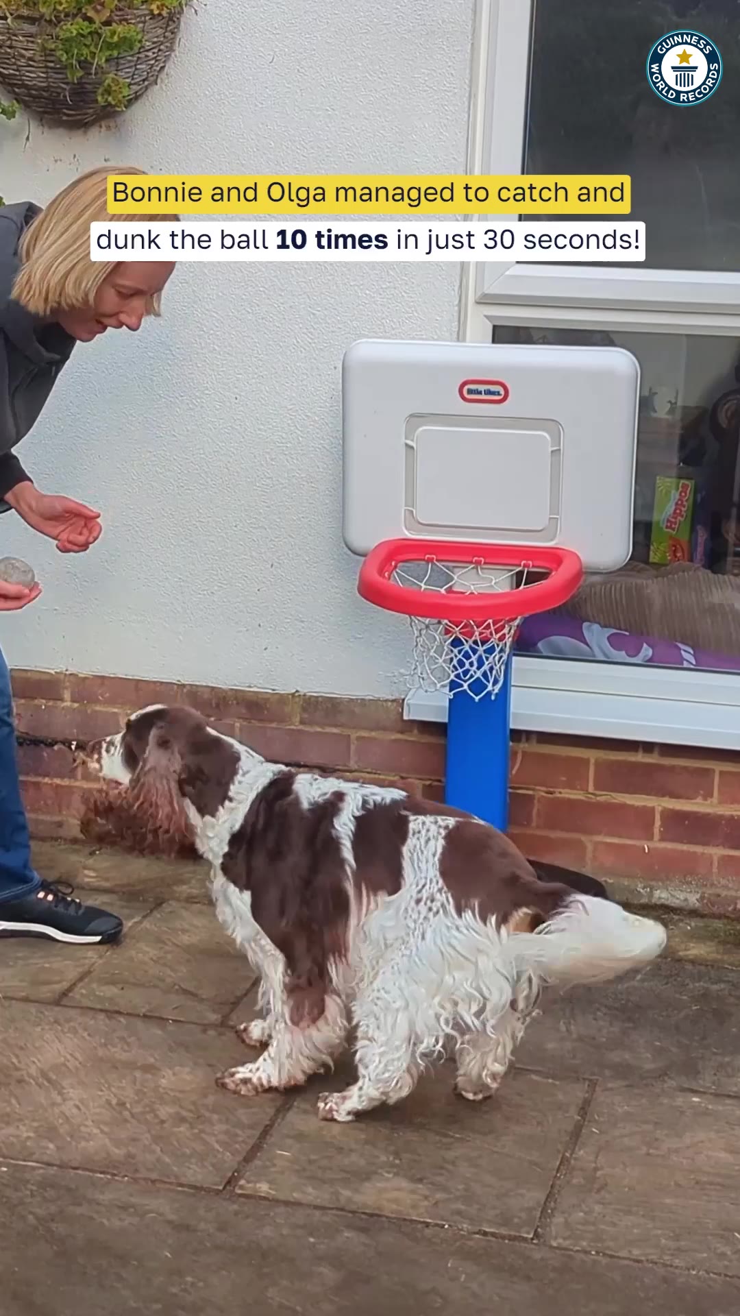 Video thumbnail for Most basketballs caught and dunked by a dog in 30 seconds - 10 by Bonnie and Olga Jones