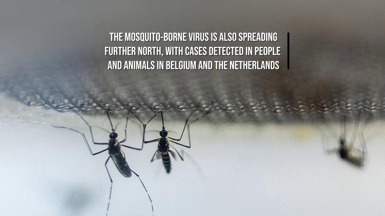 Video thumbnail for West Nile Virus Spreads North In Record Year For EU Cases.