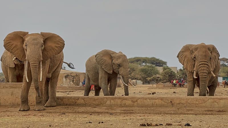 Video thumbnail for Four arrested as Elephant deaths in Kenya’s Amboseli ecosystem rise to 18