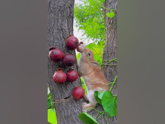 Video thumbnail for Two cute Rabbit eating #fruts   #eating #healthy  #rabbit #Rabbit eating #healthylifestyle