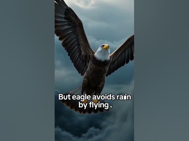 Video thumbnail for Everyone faces problems.Some look for shelter.Eagles rise above themYour attitude decides everything