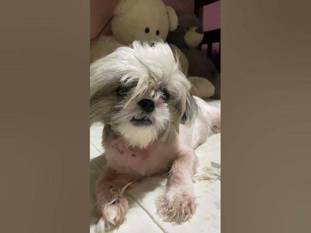 Video thumbnail for Gandang-Ganda Lala | Cute Shih Tzu | #cuteshihtzu