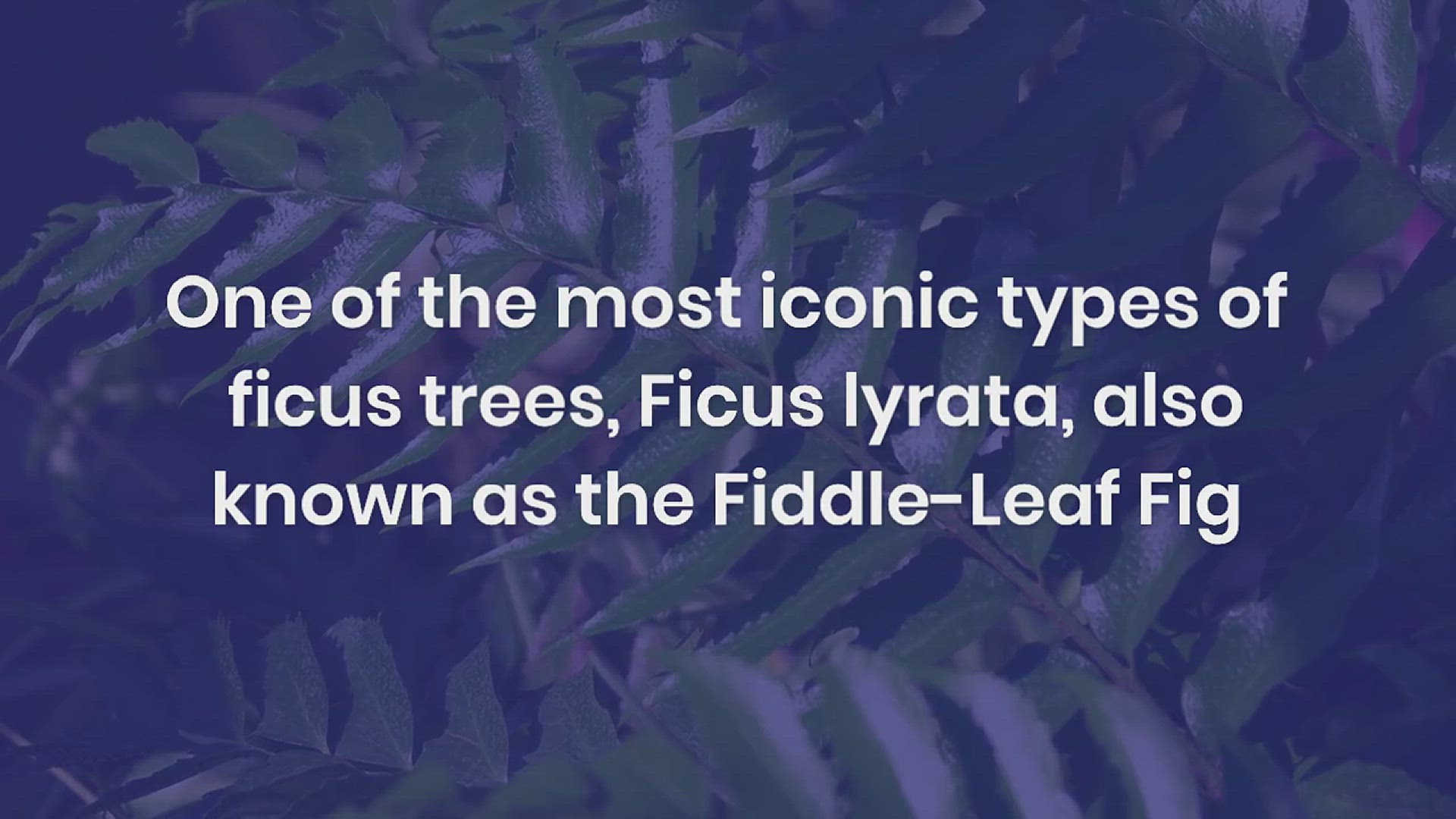 'Video thumbnail for Different Types of Ficus Trees'
