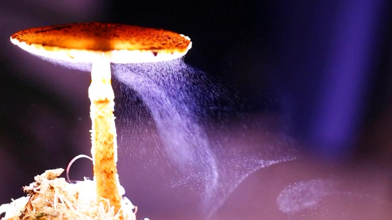 Video thumbnail for China: Chinese photographer captures spores drifting off Amanita macrocarpa cap.