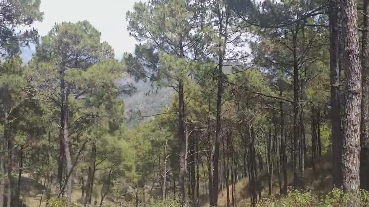 Video thumbnail for Pinus Trees  Himachal Pradesh