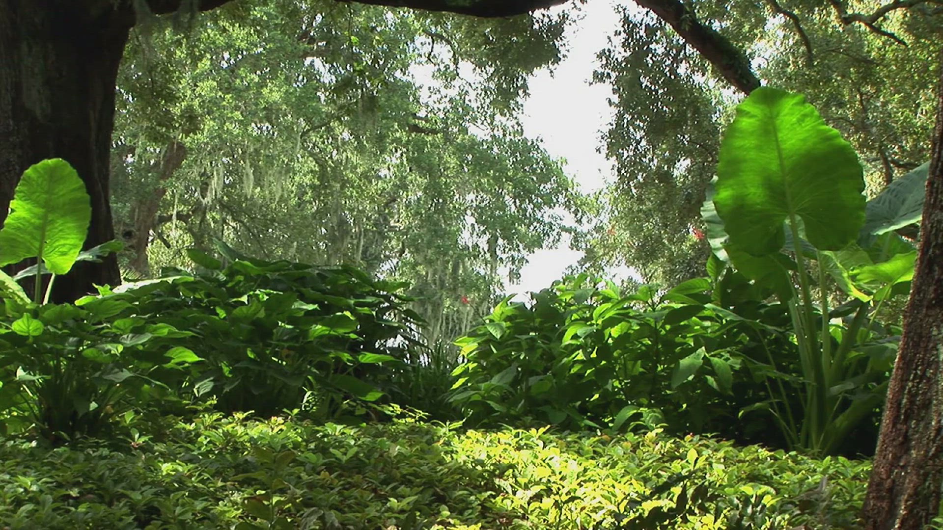 'Video thumbnail for How to Care for Your Banana Tree in the Garden'