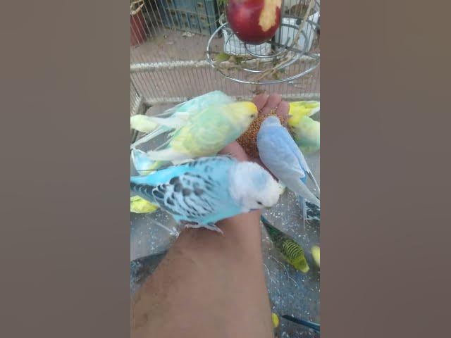 Video thumbnail for O som mais fofo que você vai ouvir hoje 💚 #Periquitos #Cute