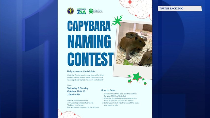 Video thumbnail for Help name Turtle Back Zoo's adorable new capybara triplets this weekend