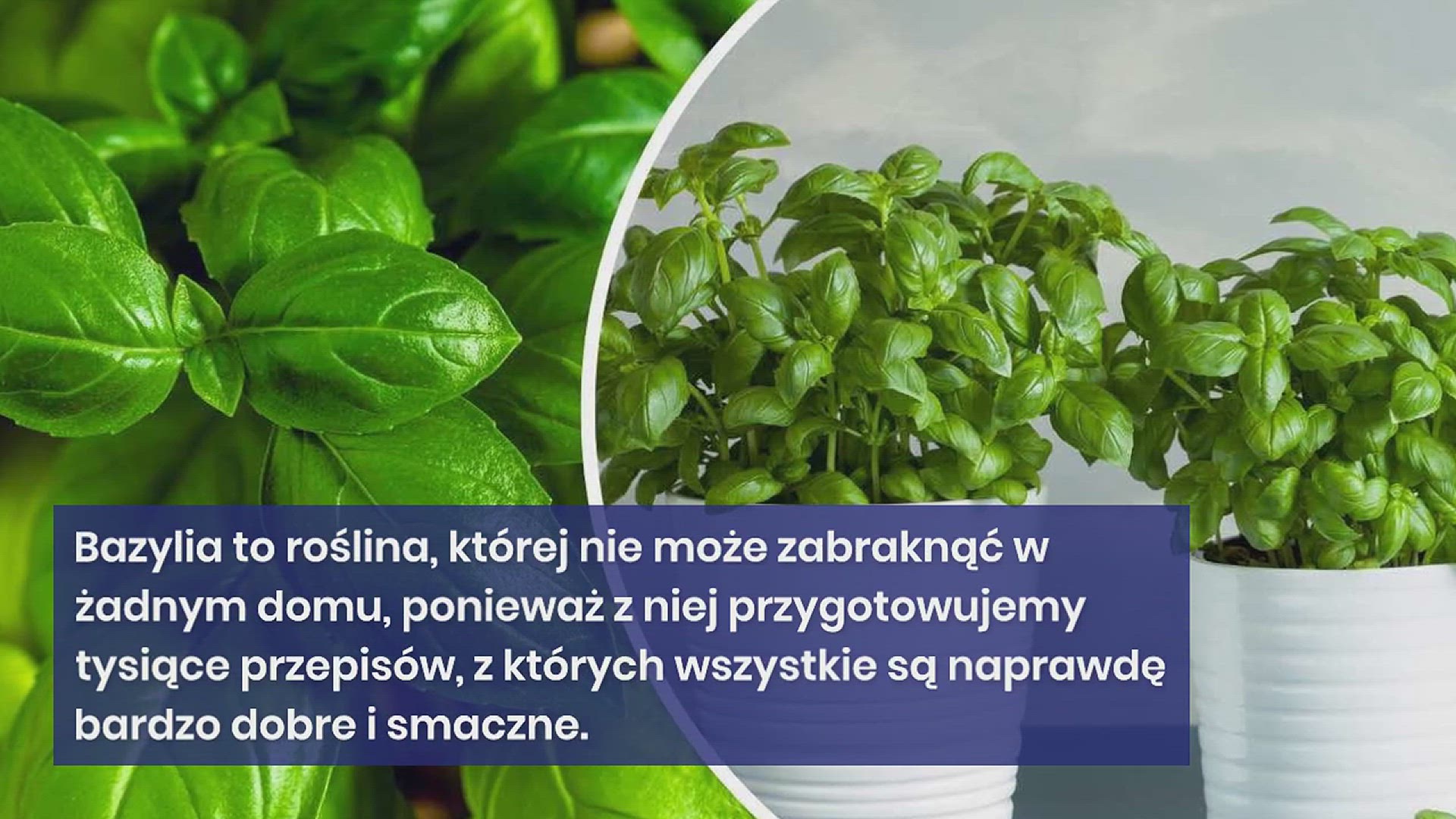 Video thumbnail for Świeża i nieskończona bazylia, dzięki temu trikowi nie będziesz już musiał jej kupować