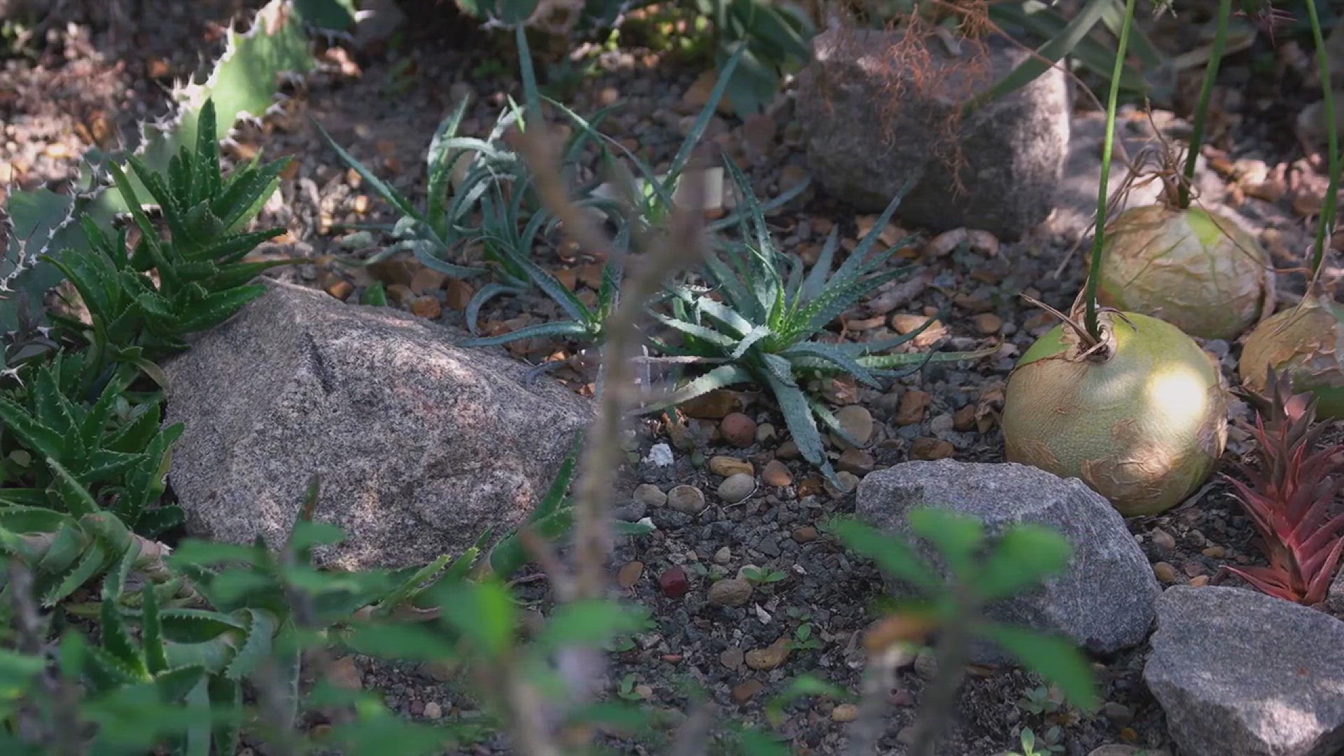 'Video thumbnail for Front Yard Succulent Garden Ideas'