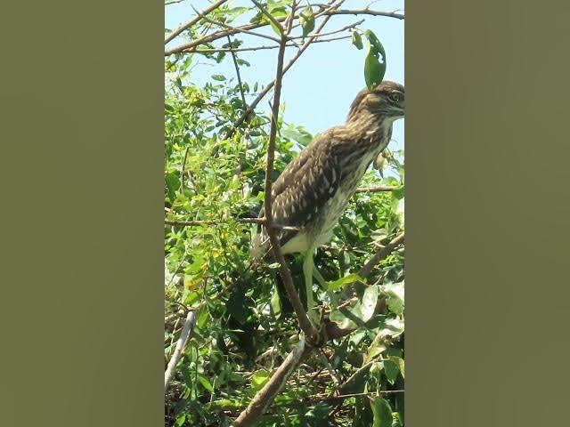 Video thumbnail for baby birds sound at fields
