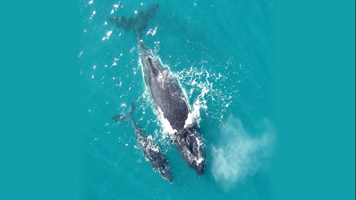 Video thumbnail for Humpback Calves Are Close Talkers