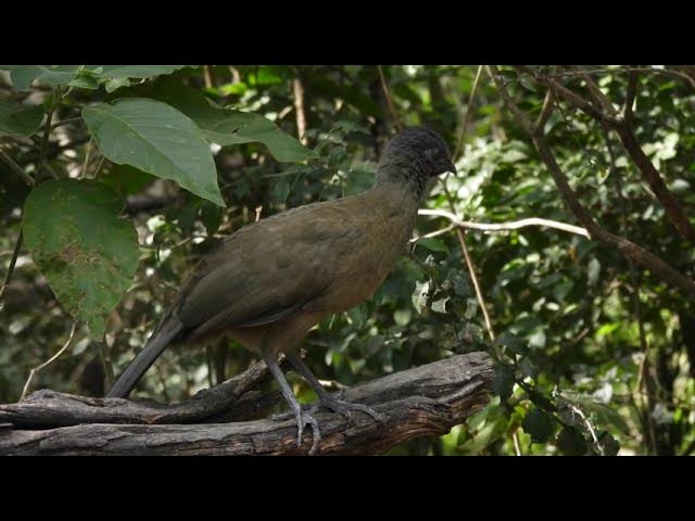 Video thumbnail for Plain Chachalaca No. 2