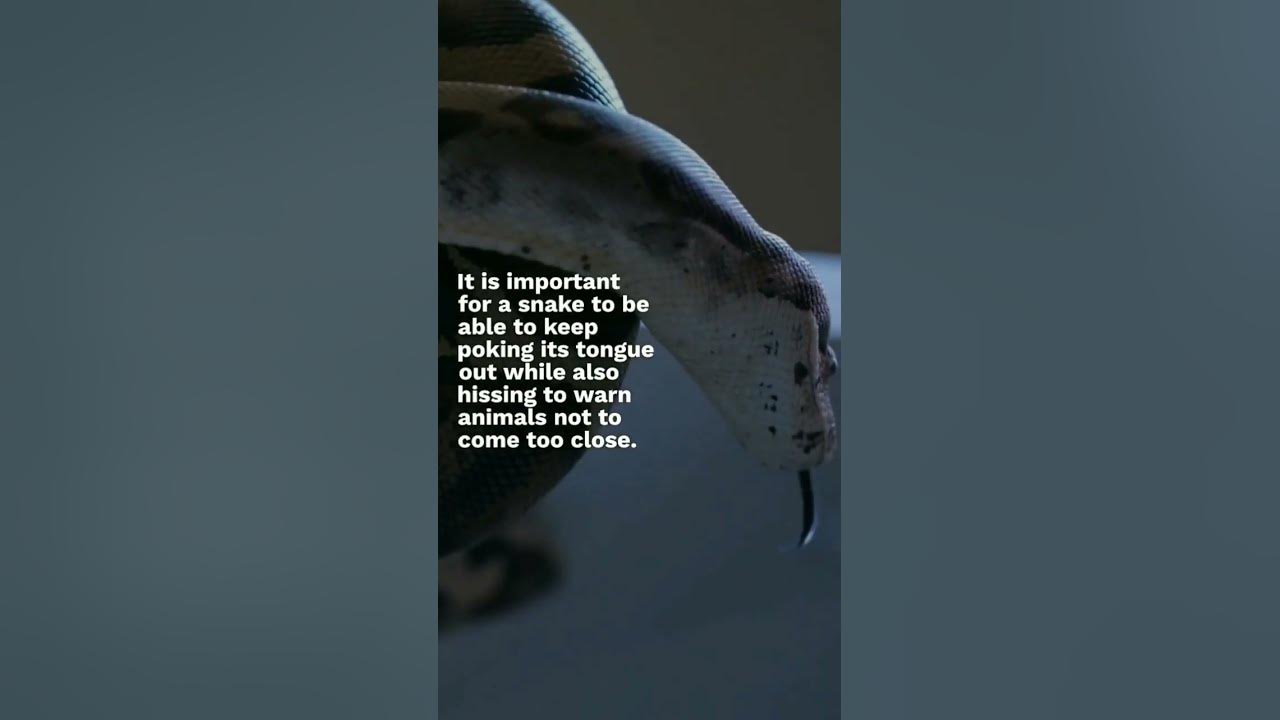 Video thumbnail for How can a snake hiss with their tongue out ..#snake #snakevideo #snakes