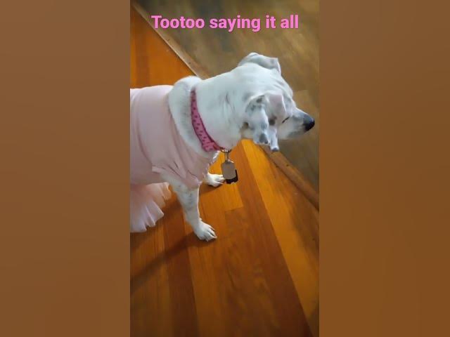Video thumbnail for tootoo toofunny