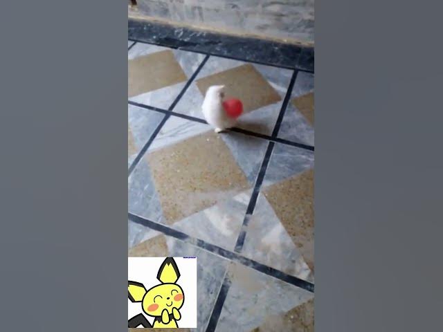 Video thumbnail for Cat Playing with Baloon | #funny #funnycats #shorts #youtubeshorts