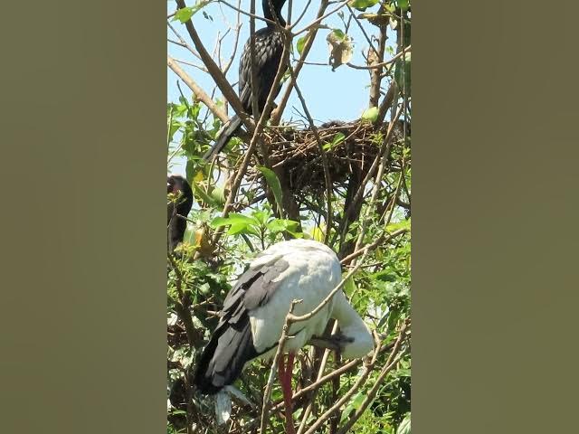 Video thumbnail for Wow Nice Gain Bird A lot  EP 38 #birds #nestbird #birdalot #birdfeed #birdeat