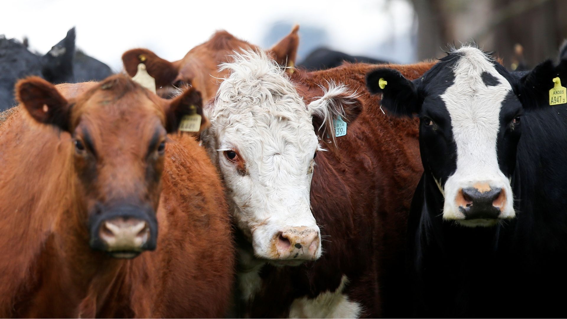 'Video thumbnail for Argentina cuts export taxes to boost farming sector and production'