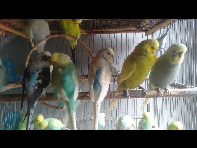 Video thumbnail for 9分で理解！インコとの暮らしガイド🐤📘