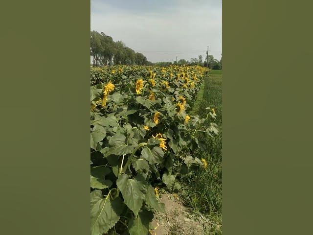 Video thumbnail for Na na karta payer #viralvideo #shortvideo #flowers #sunflower #hindisong #90s #90severgreen