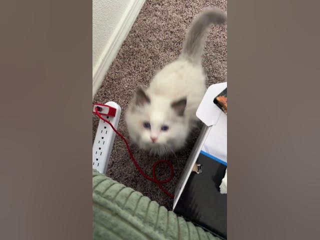 Video thumbnail for Welcome home Ari 🥰