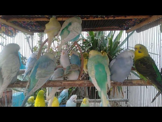 Video thumbnail for 🌿 “A beleza da natureza em sons que curam 🕊”