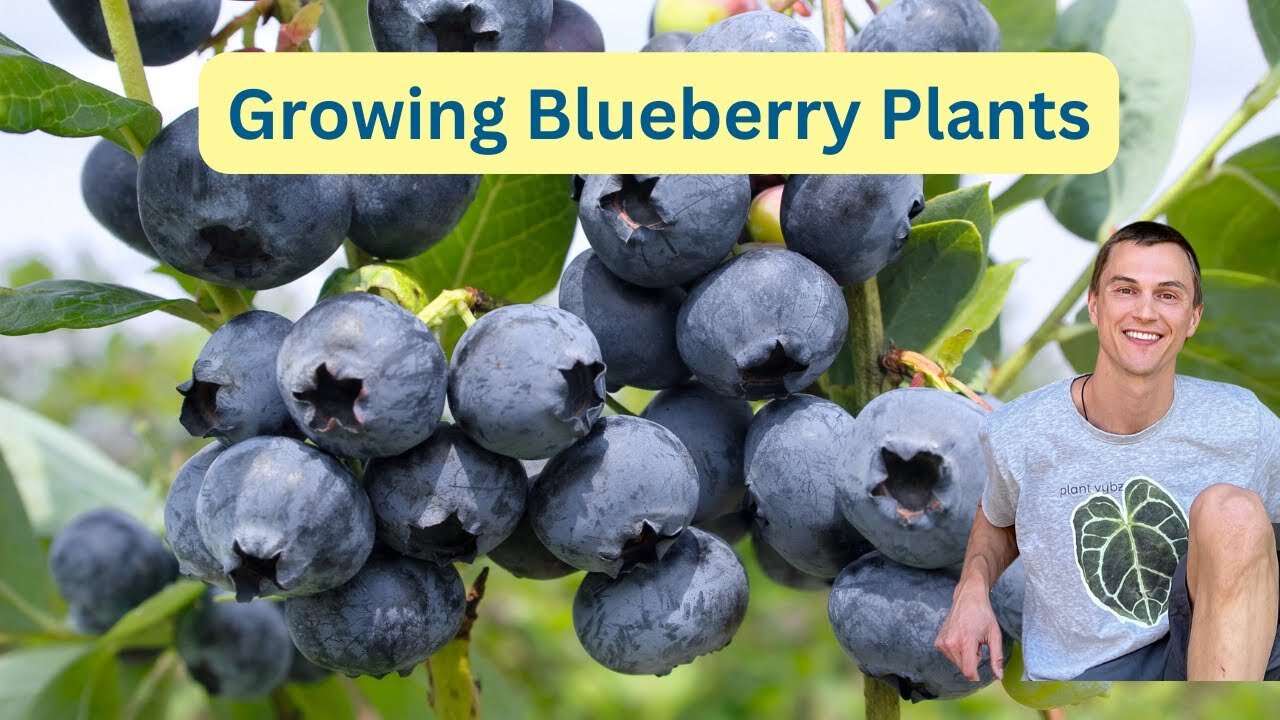 Video thumbnail for Growing BLUEBERRY Plants - Tips for Max Yield - How to Acidify Soil - Vaccinium spp.