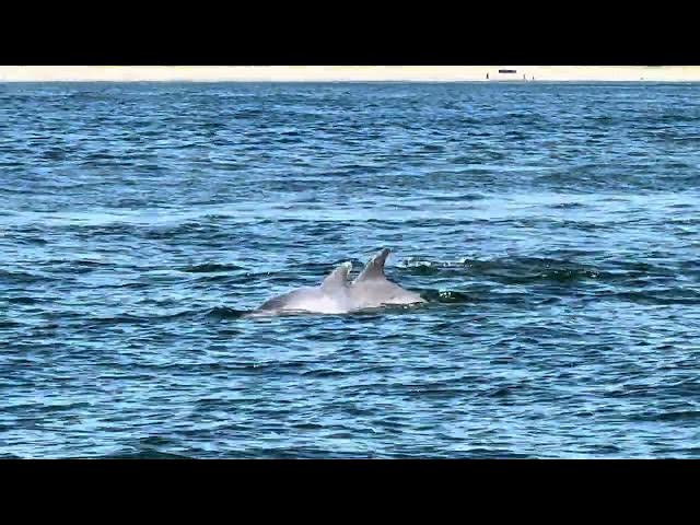 Video thumbnail for 4th of July Dolphins