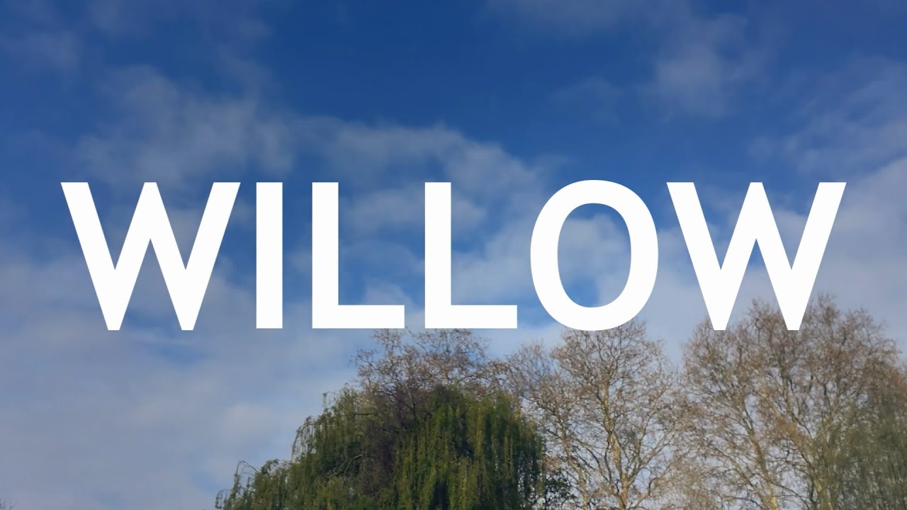 Video thumbnail for Weeping Willow Bonsai, From Cutting, 1