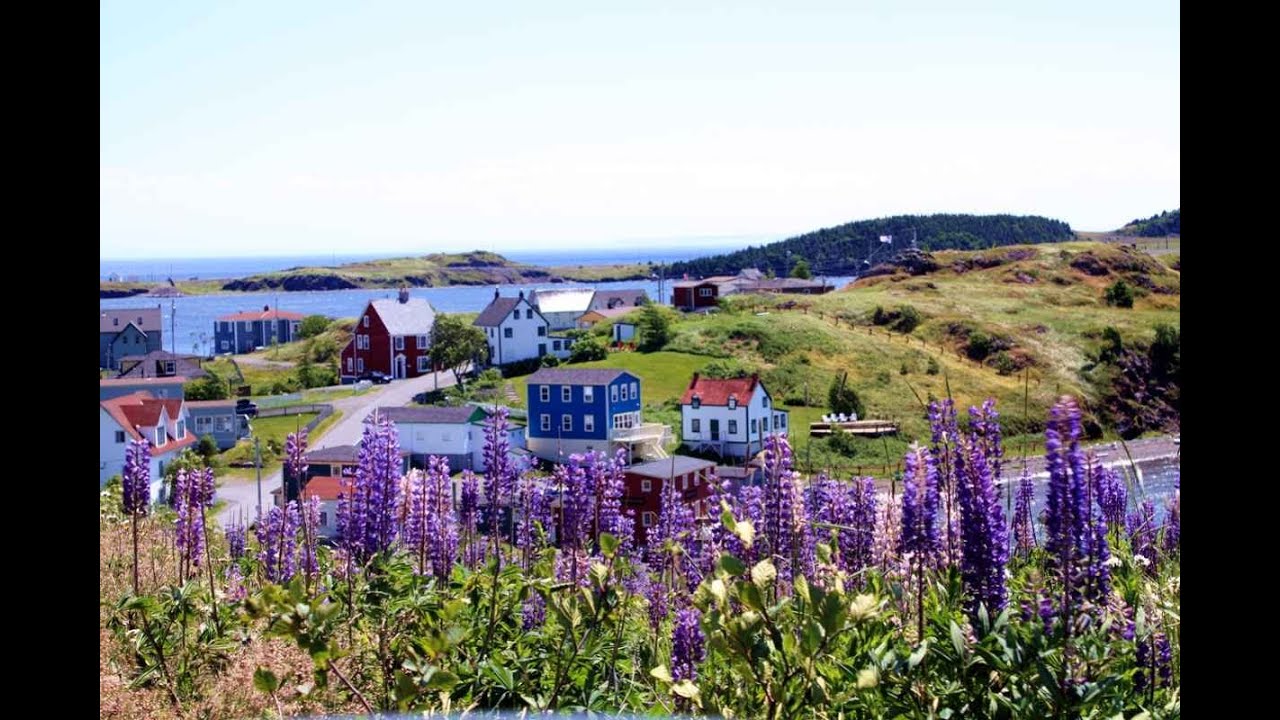 'Video thumbnail for Trinity, Newfoundland - a wildflower paradise'