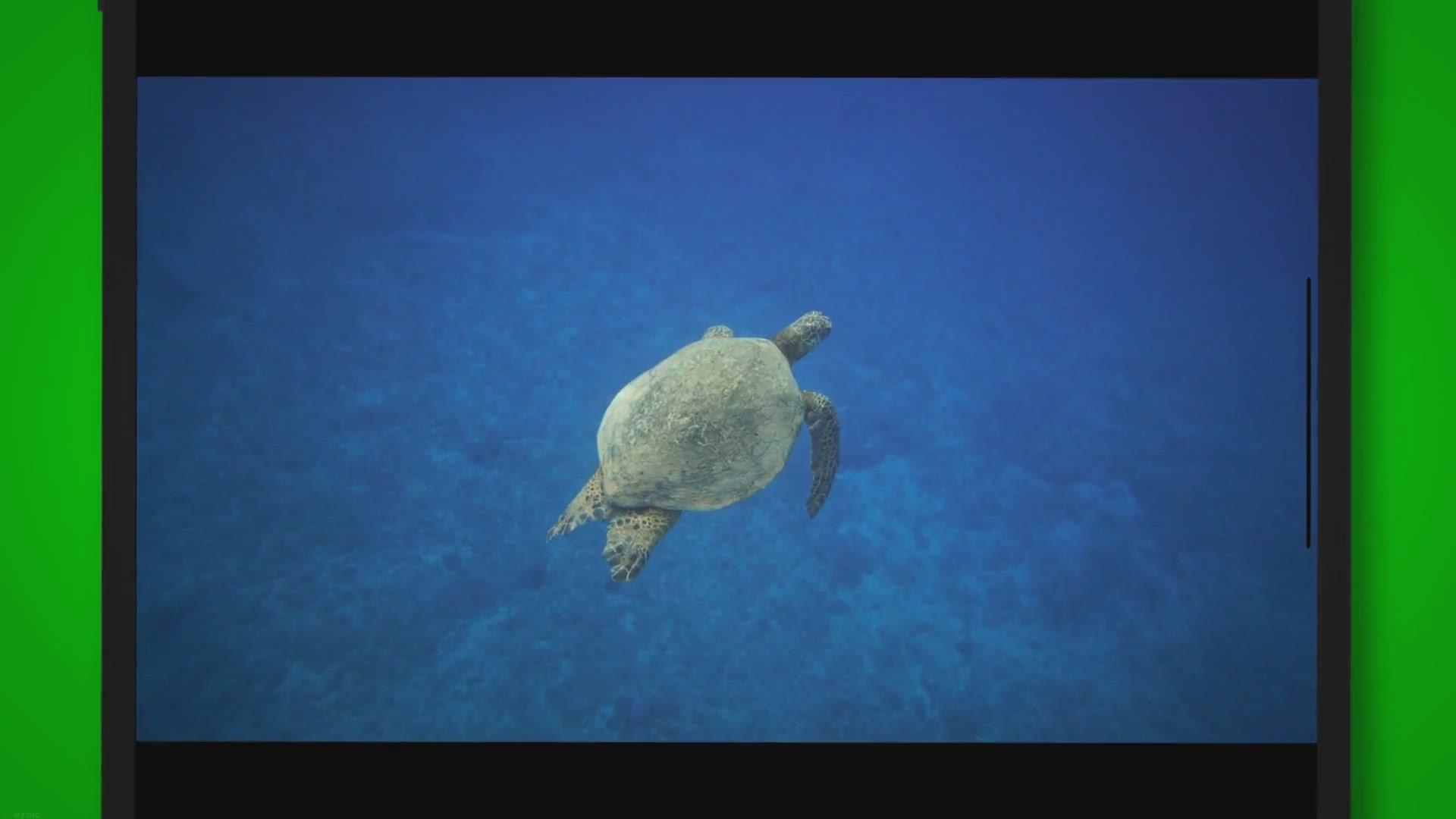 Video thumbnail for Do Turtles Get Attached To Their Owners?(The Secret Bond Unveiled)