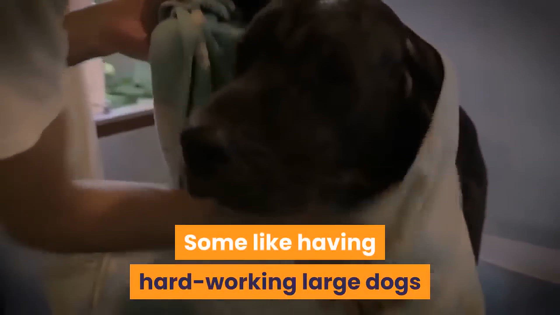 'Video thumbnail for Types Of Pitbulls-7 Of The Most Popular Types Of Pitbull Dog Breeds'