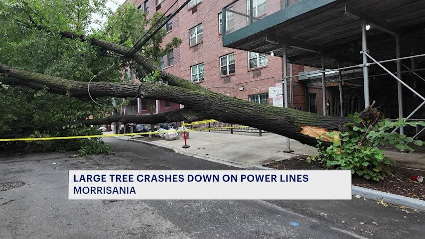Video thumbnail for 'It sounded like a bomb.' Large tree crashes down on power lines in Morrisania