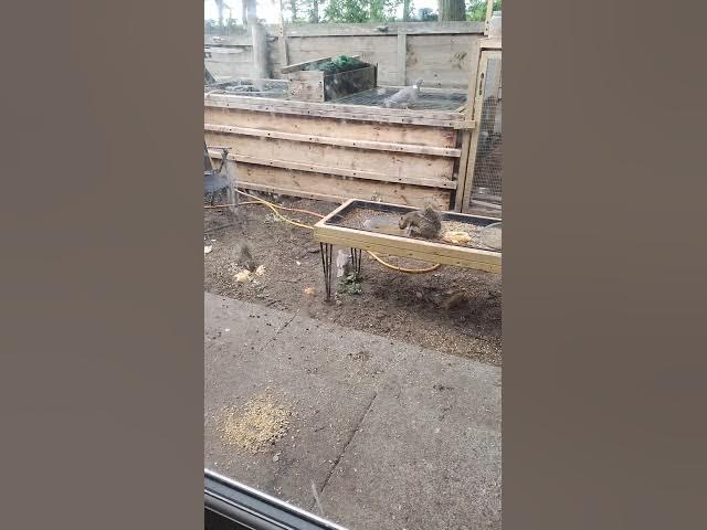 Video thumbnail for 4 June 2025