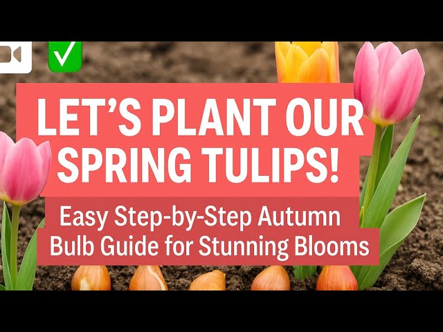 Video thumbnail for 🎥 ✅ Let’s Plant Our Spring Tulips! 🌷 | Easy Step-by-Step Autumn Bulb Guide for Stunning Blooms 🌸✨