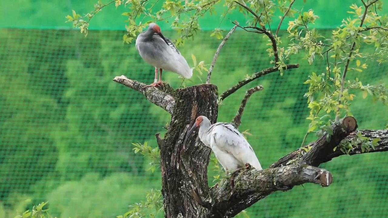 Video thumbnail for China: 10 crested ibises arrive in Fujian for rewilding training before release.