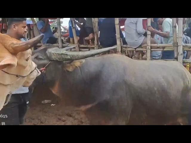 Video thumbnail for গরুর হাটবাজার × ভাইসাব খবর একখান খবর একখান দেরি হইয়া যায় × বৃষ্টি  🐄🐄 #গরুর_হাট  #eiduladha2025