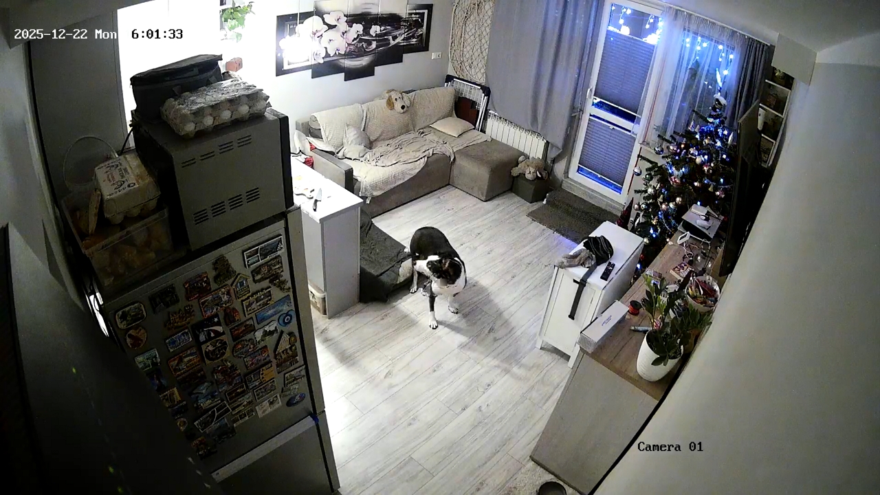 Video thumbnail for Dog Surprised as Christmas Tree Falls in Grójec