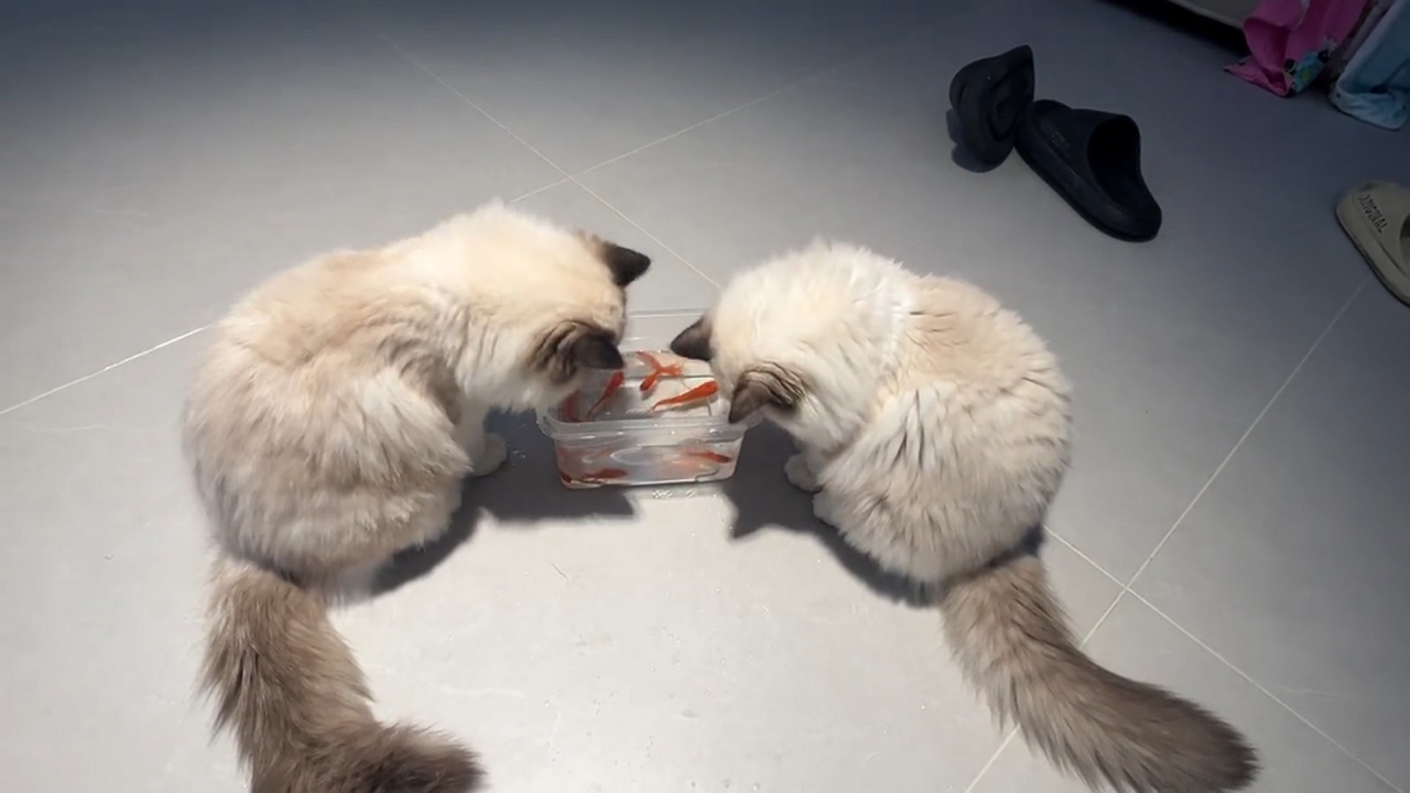 Video thumbnail for Two Persian Cats Playfully Watch Fish in a Water Container