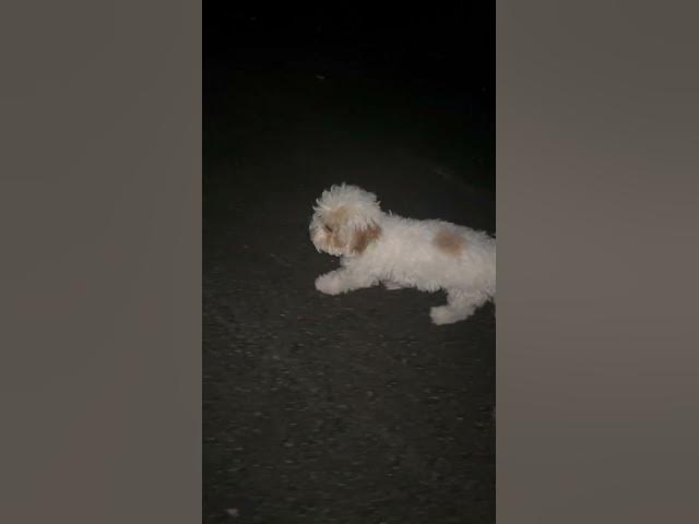 Video thumbnail for Day 4 #shorts